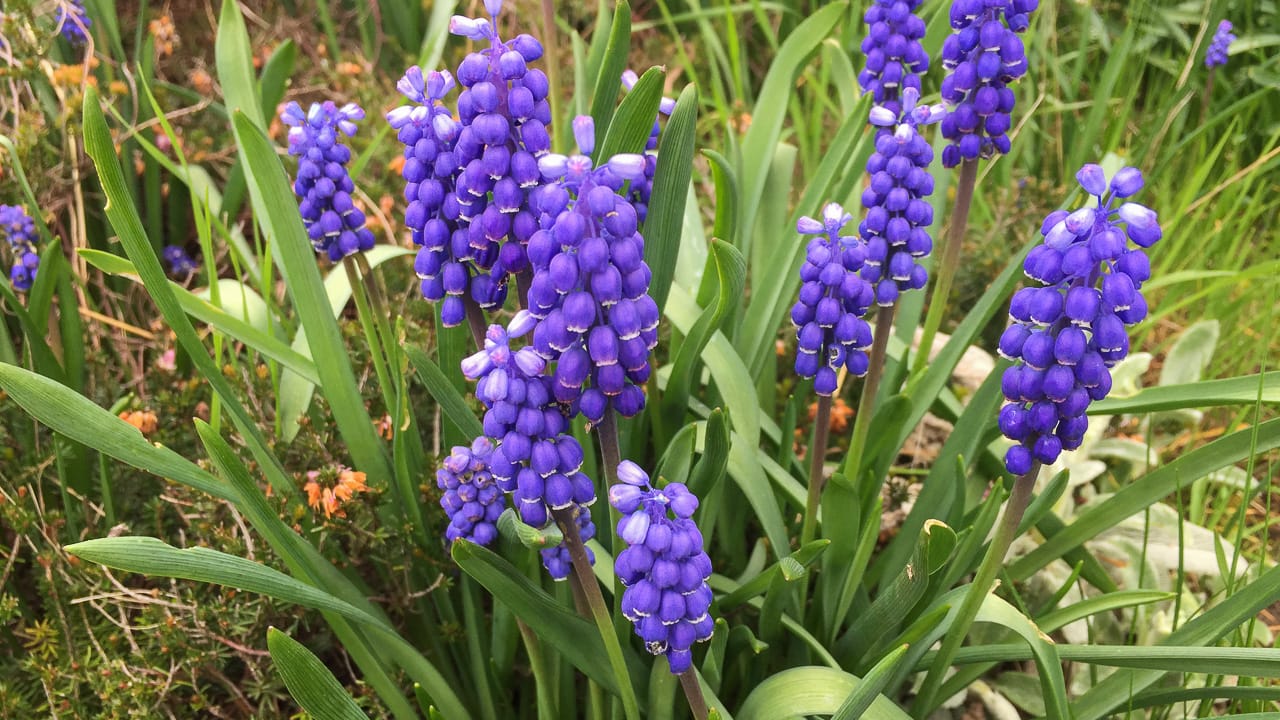 Planten herkennen met kinderen als buitenspel
