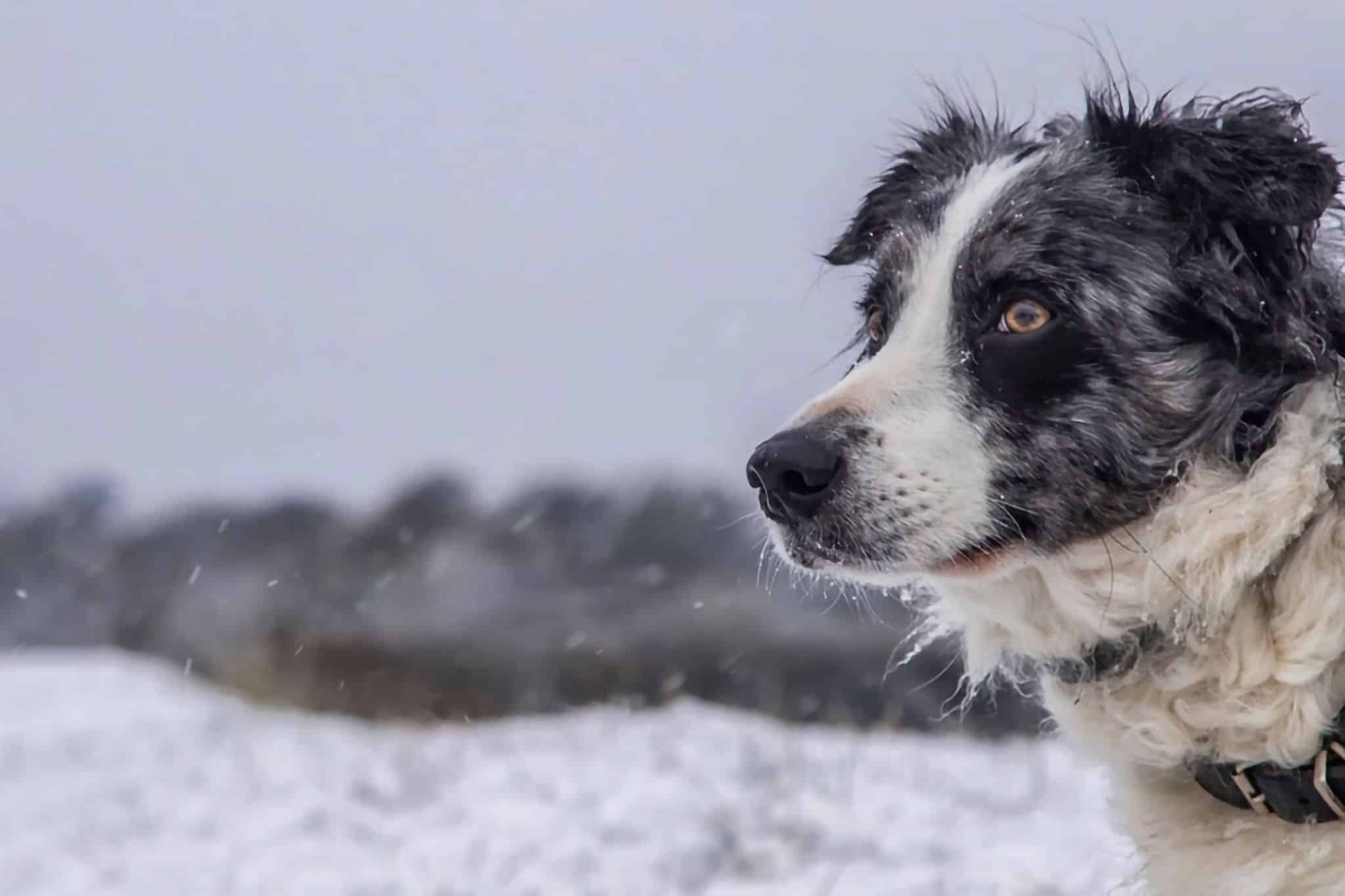 Winterkamperen met een hond: tips, uitrusting en bestemmingen voor kamperen in de sneeuw