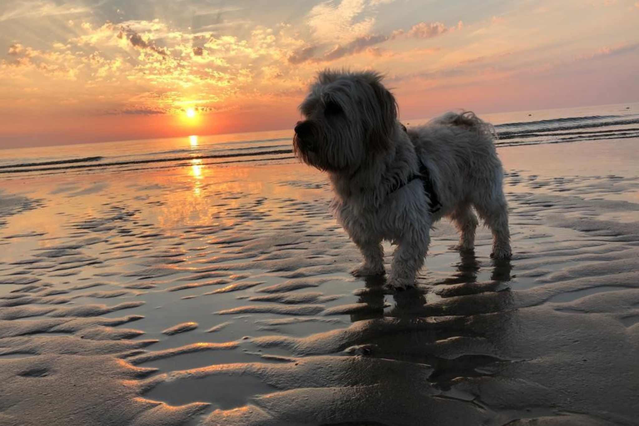 De Nollenhond door Vakantiepark De Nollen