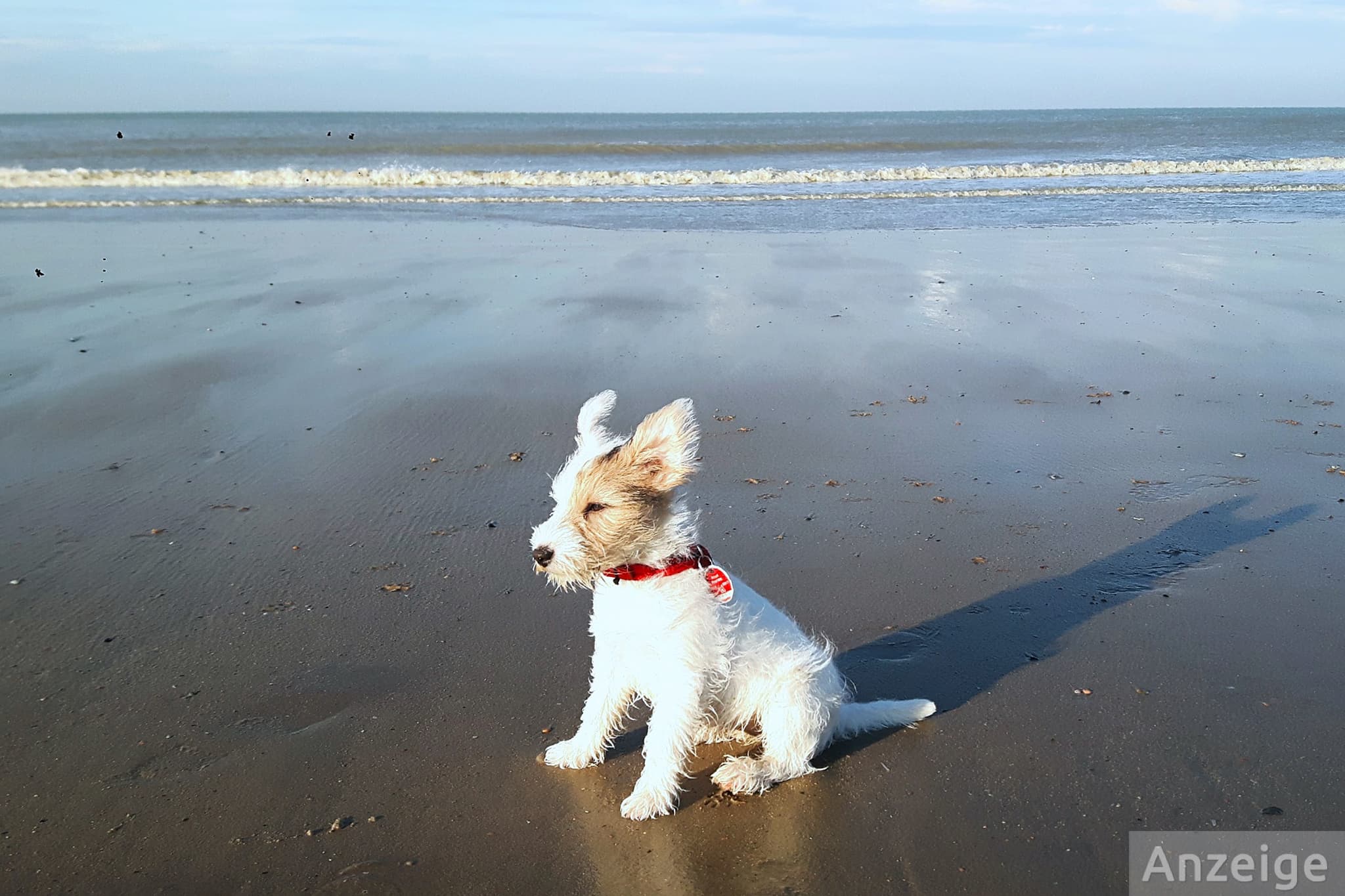 Wauw! 13 top hondvriendelijke campings in Nederland