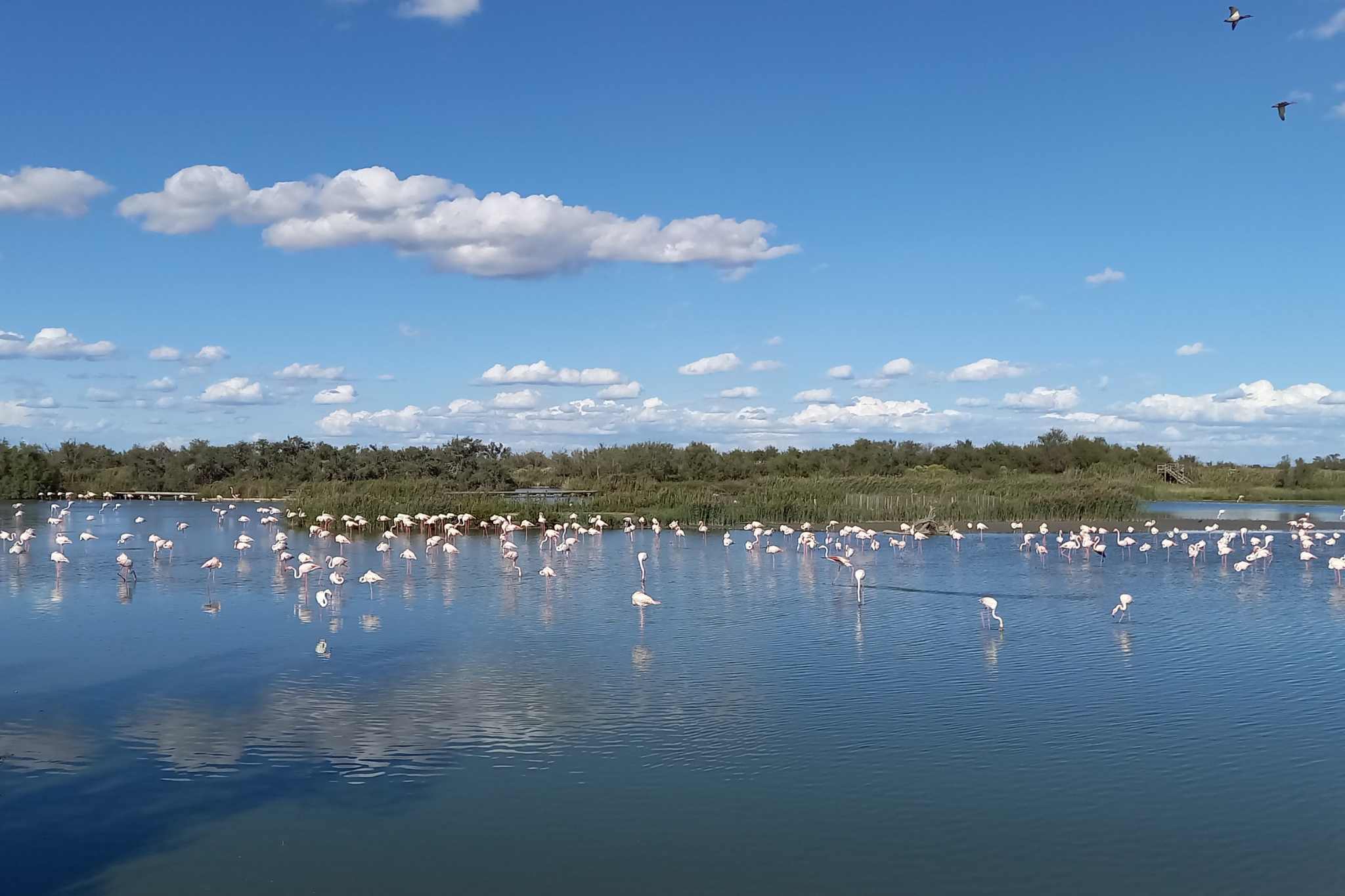 De Camargue: een natuurparadijs voor kampeerliefhebbers in een uitgestrekt, ongerept landschap. Tips voor de pitch