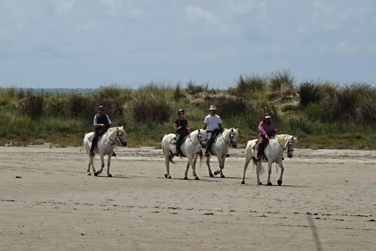 Camargue Camping - Paarden