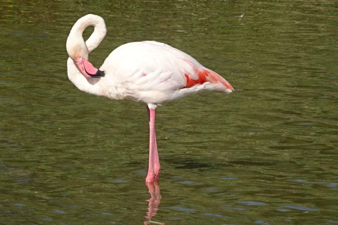 Camargue Camping - Flamingo Vogelpark