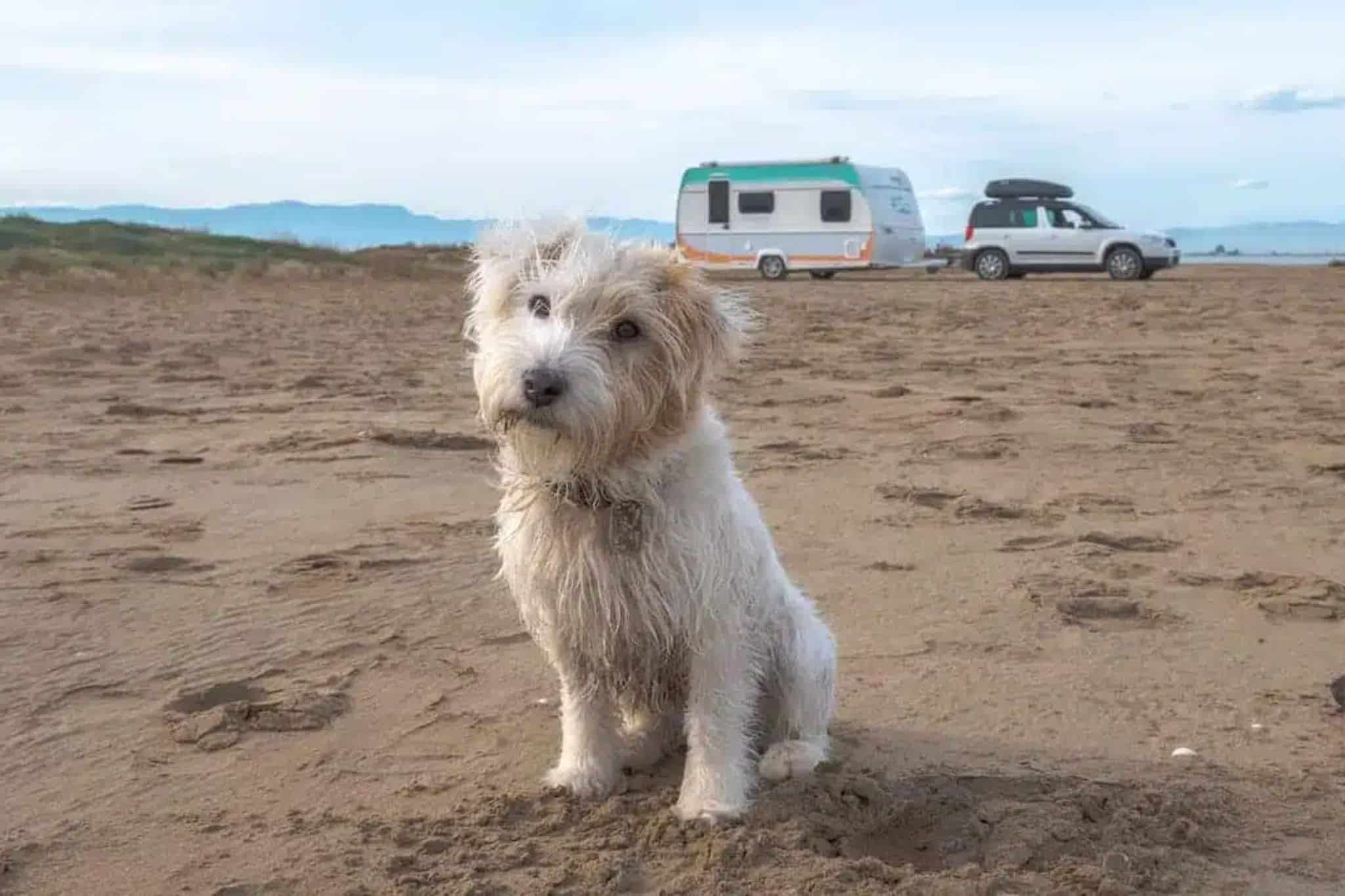 Kamperen met een hond: voorbereidingen en checklist