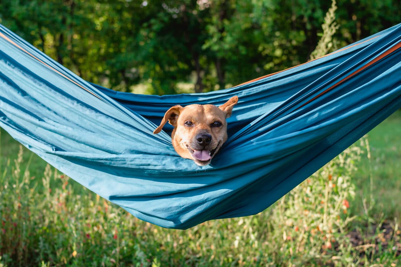 hund camping