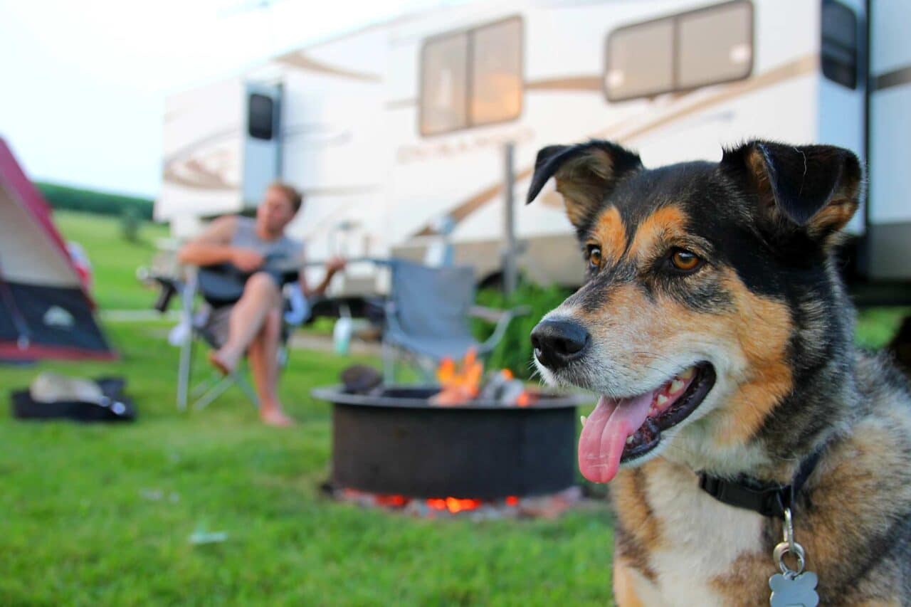 Kamperen in Bretagne met een hond