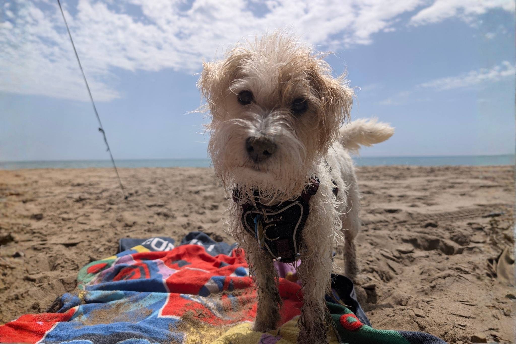 Wauw! 13 top hondvriendelijke campings in Nederland